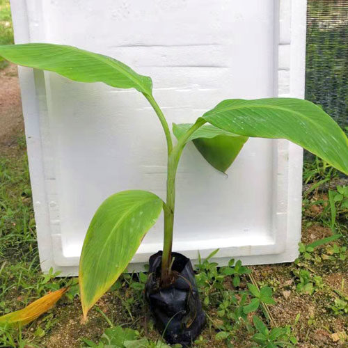 NANGKA