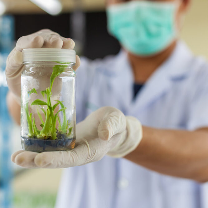Plant,Tissue,Culture,Bottle,On,Hand,Hold
